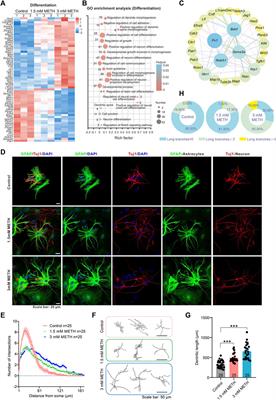 Methamphetamine exposure drives cell cycle exit and aberrant differentiation in rat hippocampal-derived neurospheres